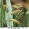 melitaea arduinna2 larva2 b